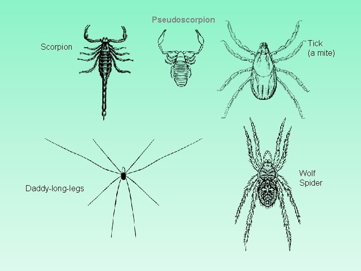 Pseudoscorpion Scorpion Daddy-long-legs Tick (a mite) Wolf Spider 