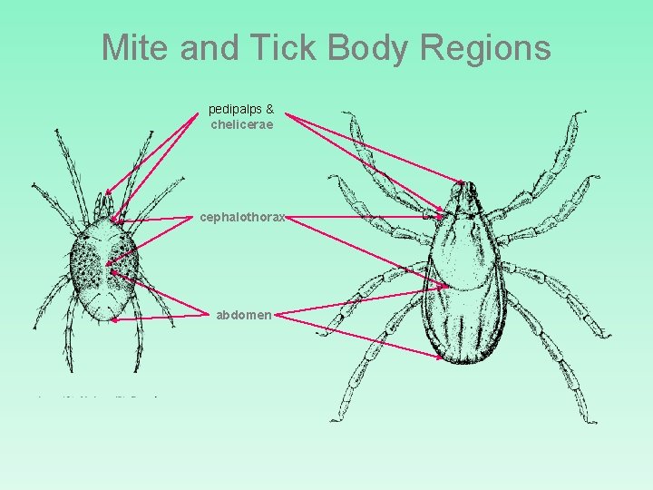 Mite and Tick Body Regions pedipalps & chelicerae cephalothorax abdomen 