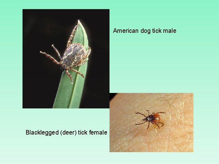 American dog tick male Blacklegged (deer) tick female 