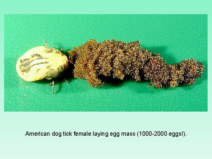 American dog tick female laying egg mass (1000 -2000 eggs!). 
