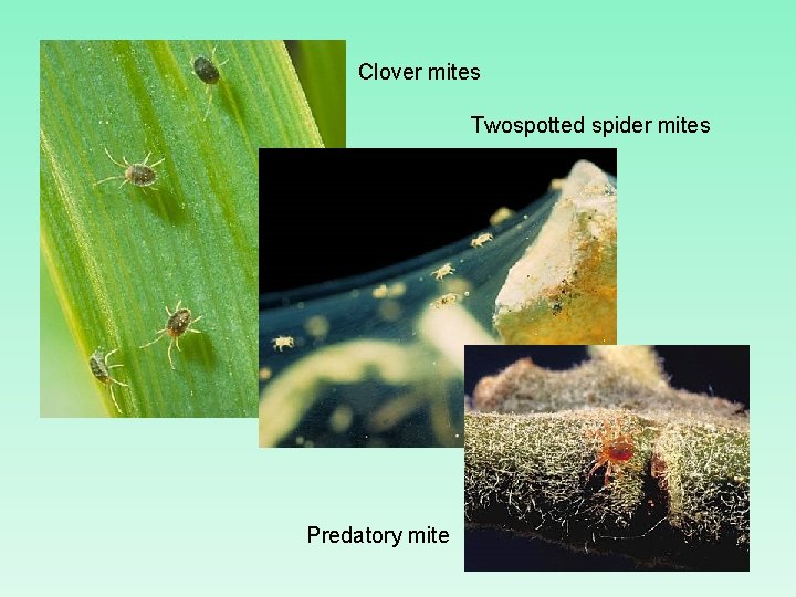 Clover mites Twospotted spider mites Predatory mite 