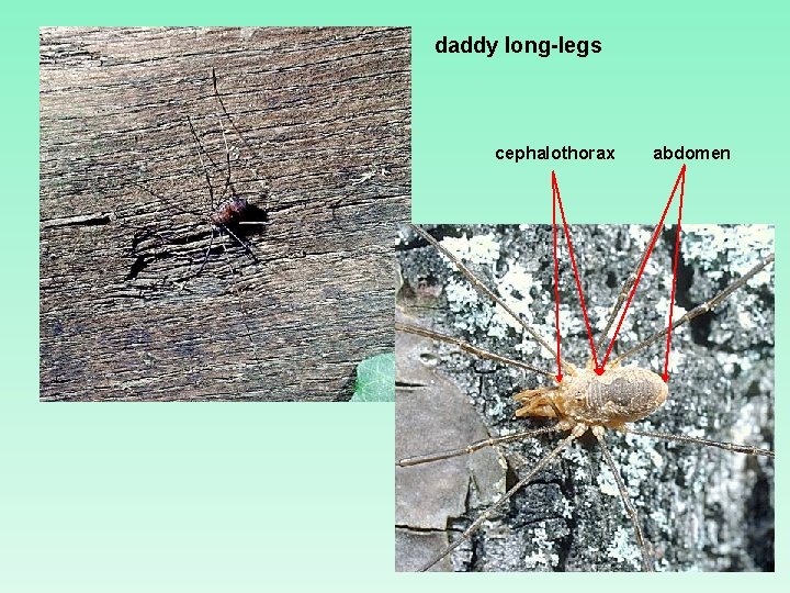 daddy long-legs cephalothorax abdomen 