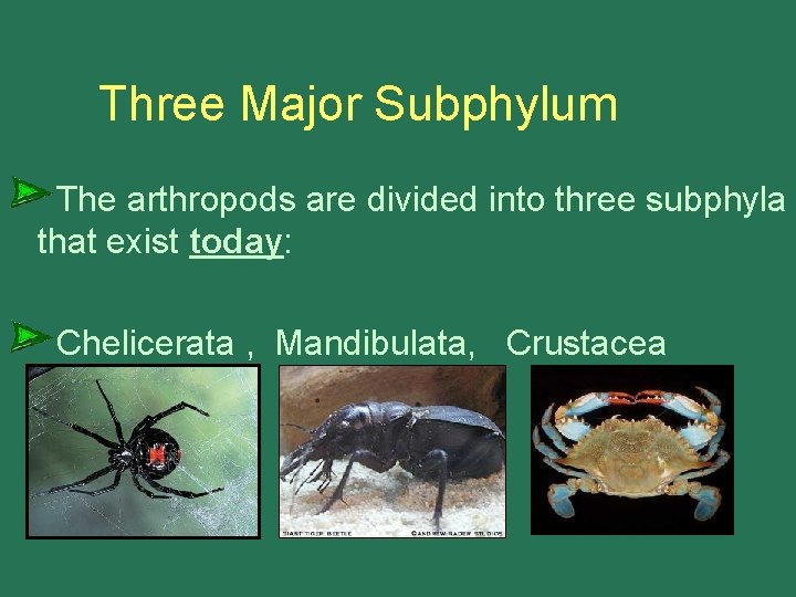 Three Major Subphylum The arthropods are divided into three subphyla that exist today: Chelicerata