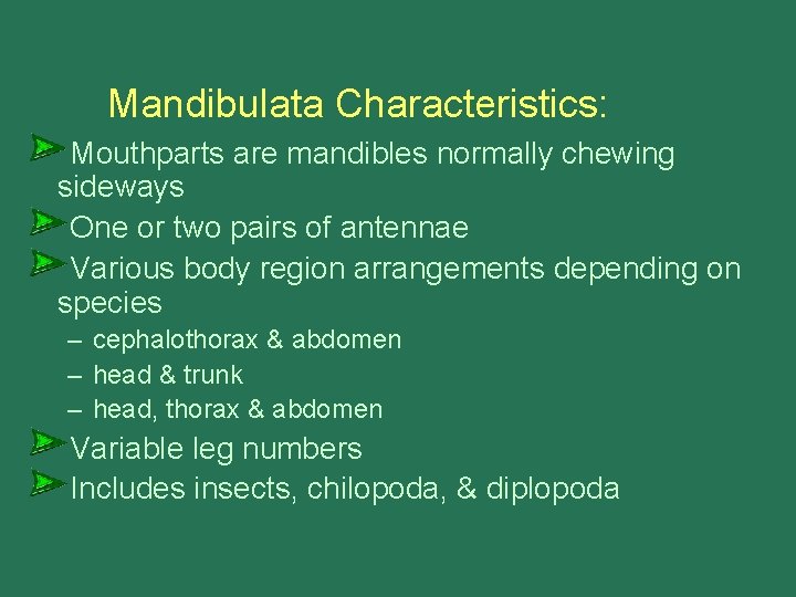 Mandibulata Characteristics: Mouthparts are mandibles normally chewing sideways One or two pairs of antennae