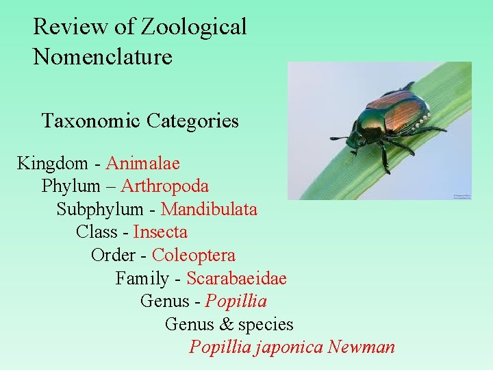 Review of Zoological Nomenclature Taxonomic Categories Kingdom - Animalae Phylum – Arthropoda Subphylum -