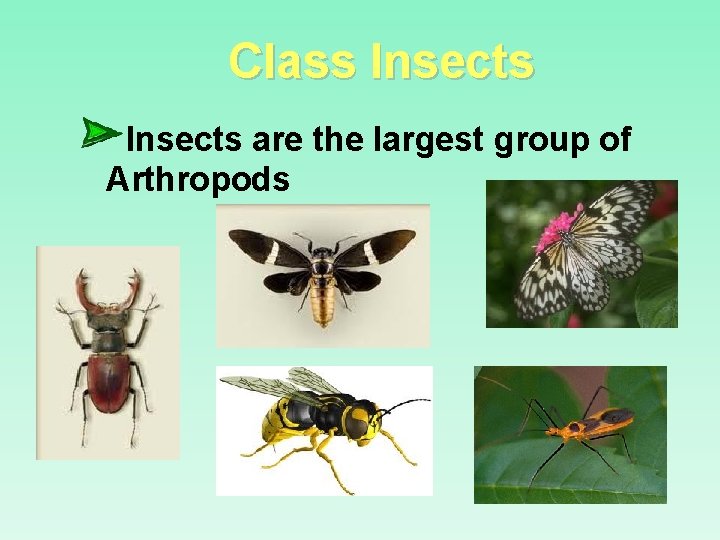 Class Insects are the largest group of Arthropods 