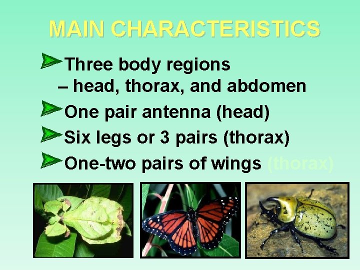 MAIN CHARACTERISTICS Three body regions – head, thorax, and abdomen One pair antenna (head)