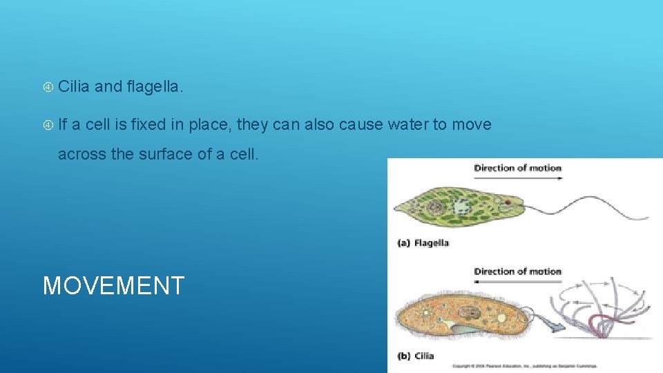  Cilia If and flagella. a cell is fixed in place, they can also