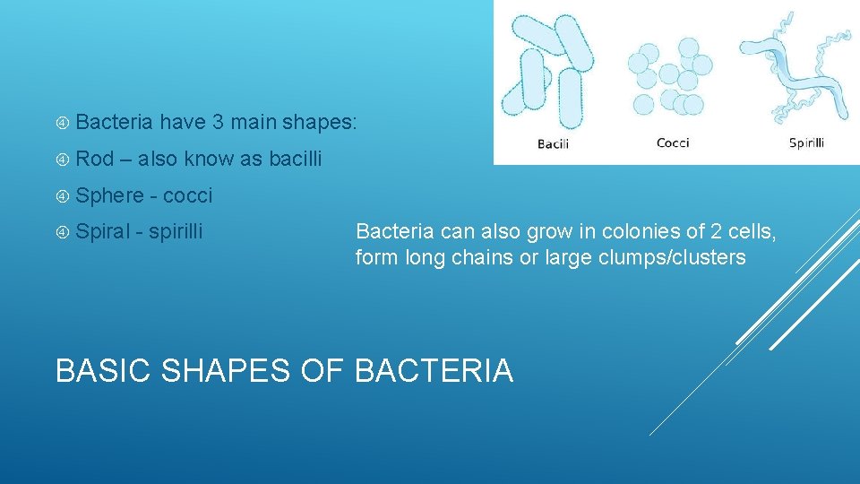  Bacteria Rod have 3 main shapes: – also know as bacilli Sphere Spiral