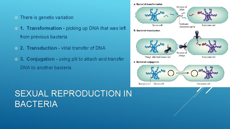  There is genetic variation 1. Transformation - picking up DNA that was left