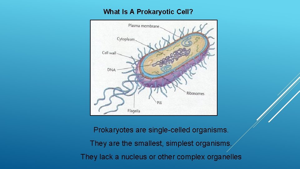 What Is A Prokaryotic Cell? Prokaryotes are single-celled organisms. They are the smallest, simplest