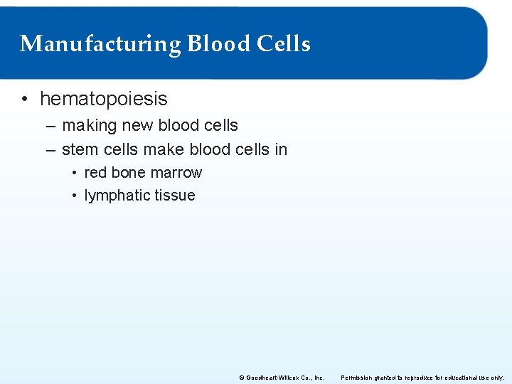 Manufacturing Blood Cells • hematopoiesis – making new blood cells – stem cells make