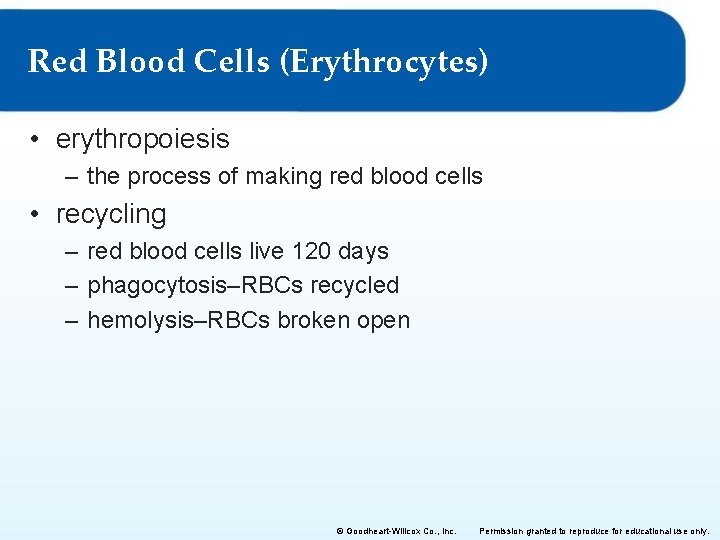 Red Blood Cells (Erythrocytes) • erythropoiesis – the process of making red blood cells