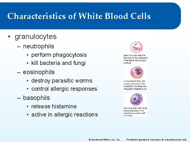 Characteristics of White Blood Cells • granulocytes – neutrophils • perform phagocytosis • kill