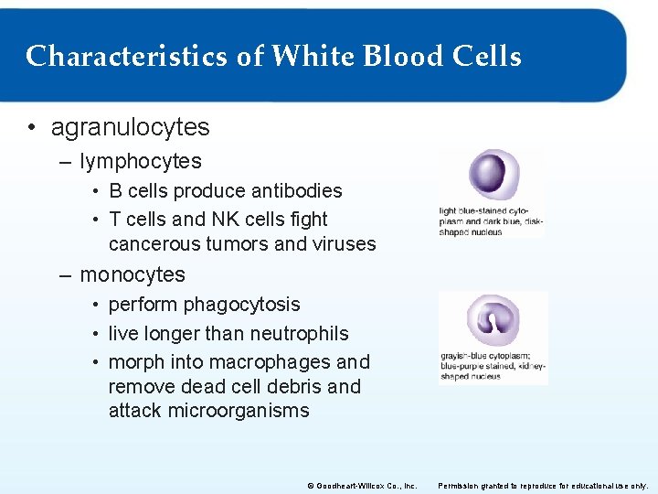 Characteristics of White Blood Cells • agranulocytes – lymphocytes • B cells produce antibodies
