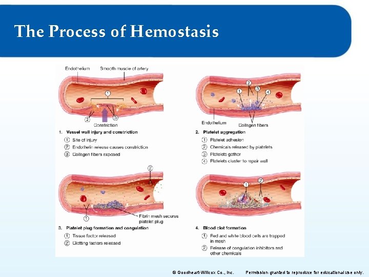 The Process of Hemostasis © Goodheart-Willcox Co. , Inc. Permission granted to reproduce for