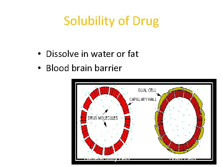 Solubility of Drug • Dissolve in water or fat • Blood brain barrier General