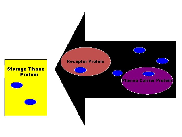 Receptor Protein Storage Tissue Protein Plasma Carrier Protein 