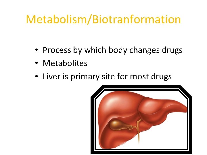 Metabolism/Biotranformation • Process by which body changes drugs • Metabolites • Liver is primary