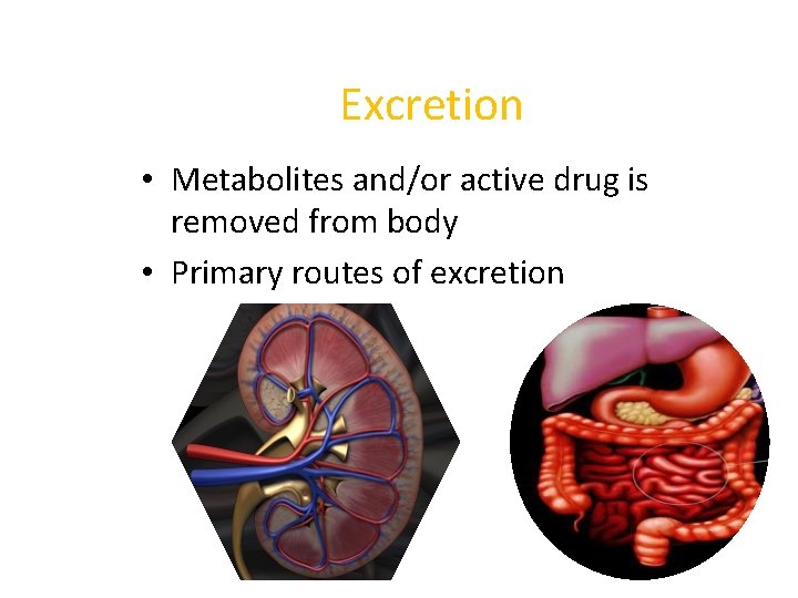 Excretion • Metabolites and/or active drug is removed from body • Primary routes of