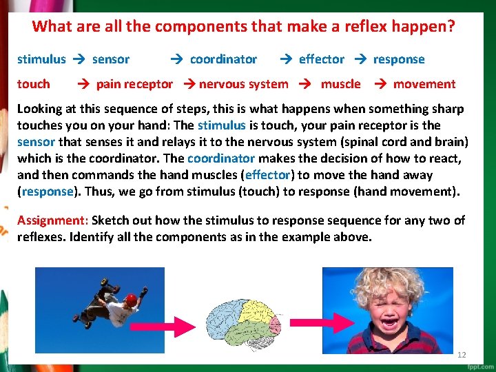 What are all the components that make a reflex happen? stimulus sensor touch coordinator