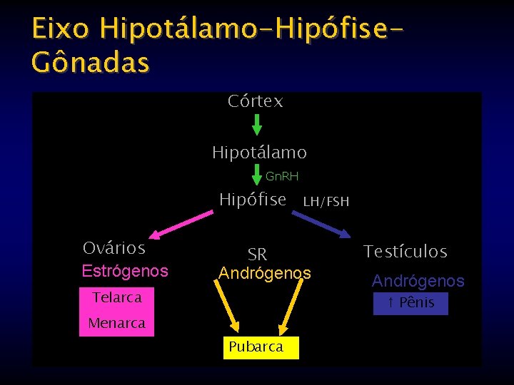 Eixo Hipotálamo-Hipófise. Gônadas Córtex Hipotálamo Telarca Menarca Gn. RH Hipófise LH/FSH Telarca Ovários Estrógenos