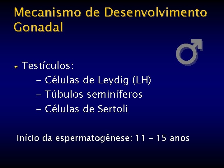 Mecanismo de Desenvolvimento Gonadal Testículos: - Células de Leydig (LH) - Túbulos seminíferos -