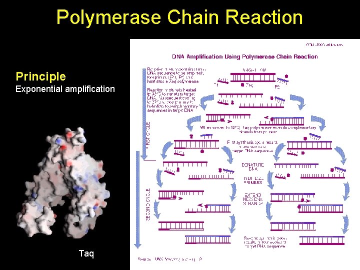 Polymerase Chain Reaction Principle Exponential amplification Taq 