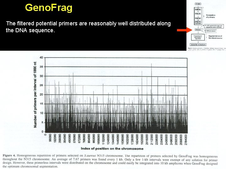 Geno. Frag The filtered potential primers are reasonably well distributed along the DNA sequence.