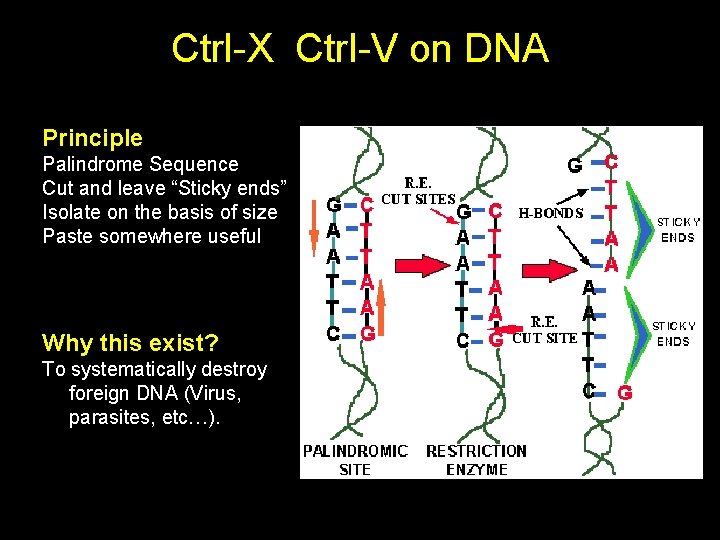 Ctrl-X Ctrl-V on DNA Principle Palindrome Sequence Cut and leave “Sticky ends” Isolate on