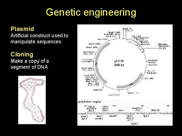 Genetic engineering Plasmid Artificial construct used to manipulate sequences. Cloning Make a copy of