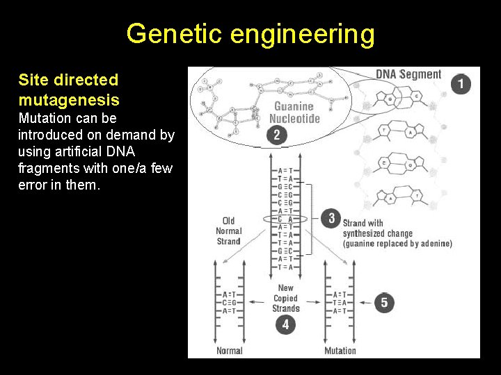 Genetic engineering Site directed mutagenesis Mutation can be introduced on demand by using artificial