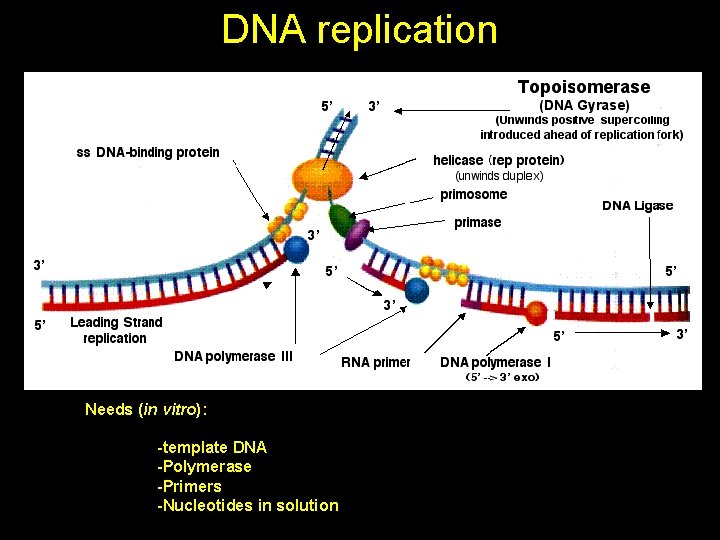 DNA replication Needs (in vitro): -template DNA -Polymerase -Primers -Nucleotides in solution 