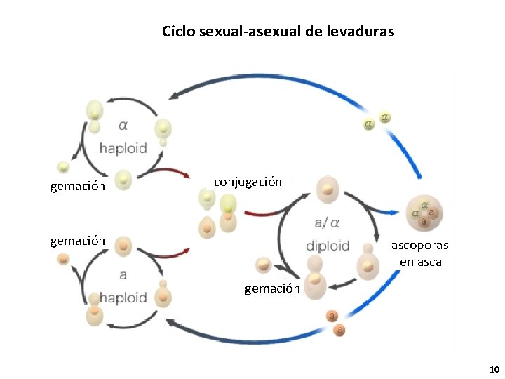 Ciclo sexual-asexual de levaduras gemación conjugación gemación ascoporas en asca gemación 10 
