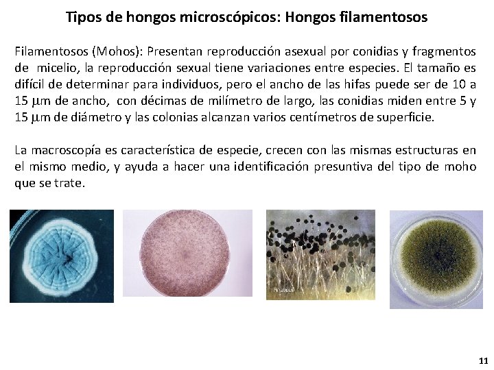 Tipos de hongos microscópicos: Hongos filamentosos Filamentosos (Mohos): Presentan reproducción asexual por conidias y