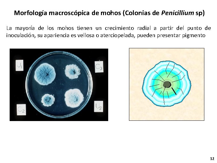 Morfología macroscópica de mohos (Colonias de Penicillium sp) La mayoría de los mohos tienen