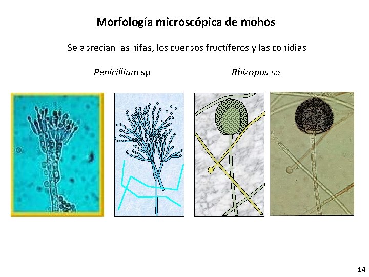 Morfología microscópica de mohos Se aprecian las hifas, los cuerpos fructíferos y las conidias