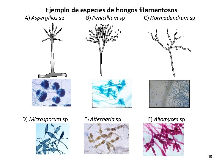 Ejemplo de especies de hongos filamentosos A) Aspergillus sp D) Microsporum sp B) Penicillium