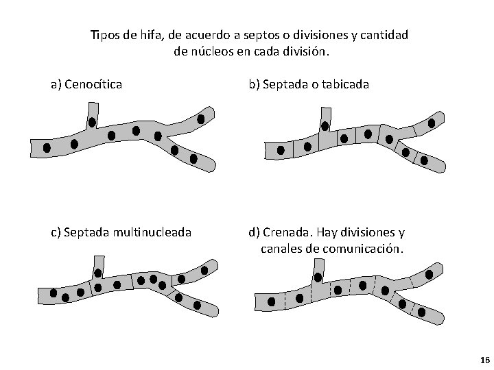 Tipos de hifa, de acuerdo a septos o divisiones y cantidad de núcleos en