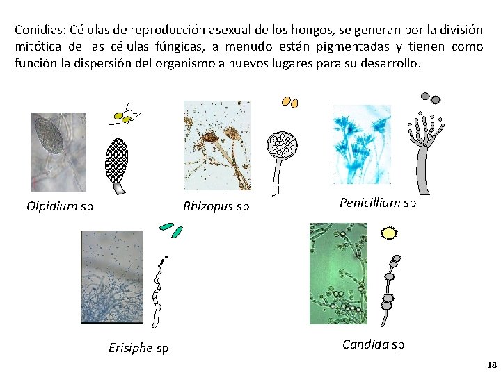 Conidias: Células de reproducción asexual de los hongos, se generan por la división mitótica