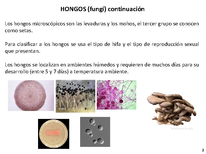 HONGOS (fungi) continuación Los hongos microscópicos son las levaduras y los mohos, el tercer