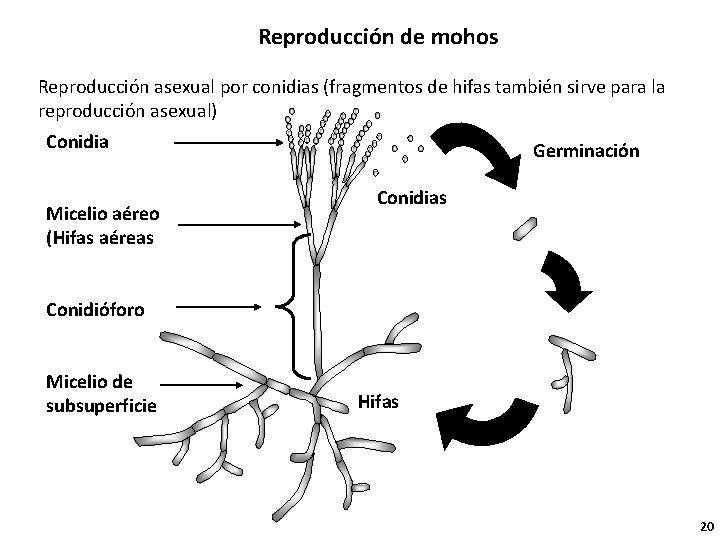 Reproducción de mohos Reproducción asexual por conidias (fragmentos de hifas también sirve para la