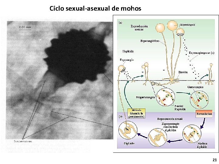 Ciclo sexual-asexual de mohos A) sexual B) asexual 21 