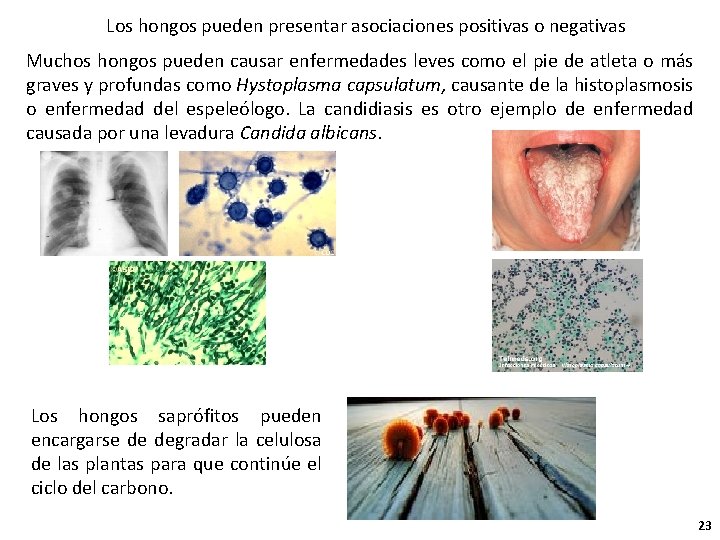 Los hongos pueden presentar asociaciones positivas o negativas Muchos hongos pueden causar enfermedades leves