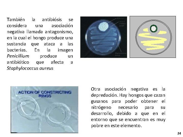 También la antibiósis se considera una asociación negativa llamada antagonismo, en la cual el