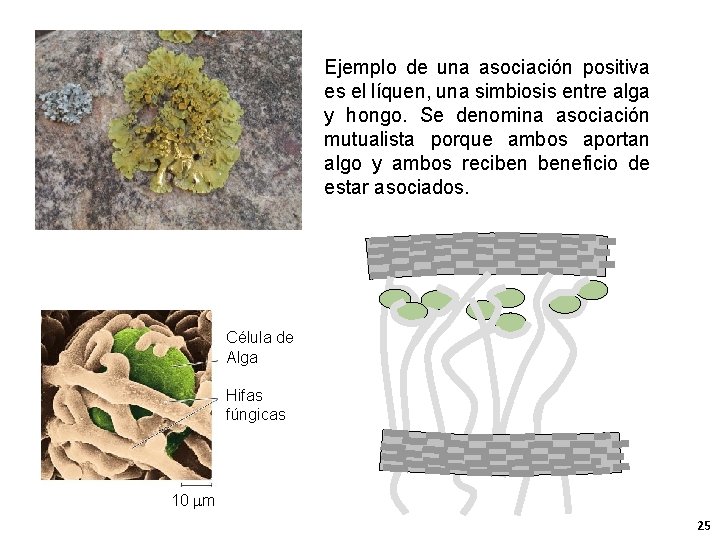 Ejemplo de una asociación positiva es el líquen, una simbiosis entre alga y hongo.