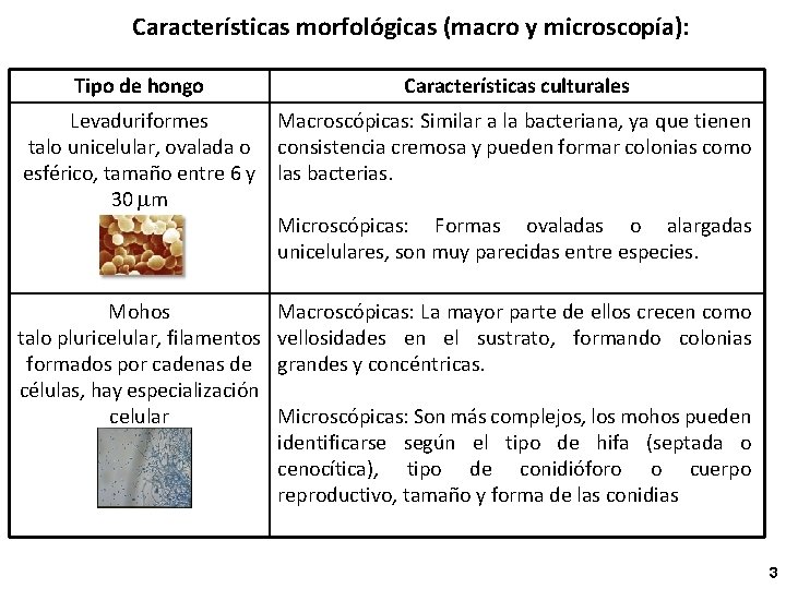 Características morfológicas (macro y microscopía): Tipo de hongo Características culturales Levaduriformes Macroscópicas: Similar a