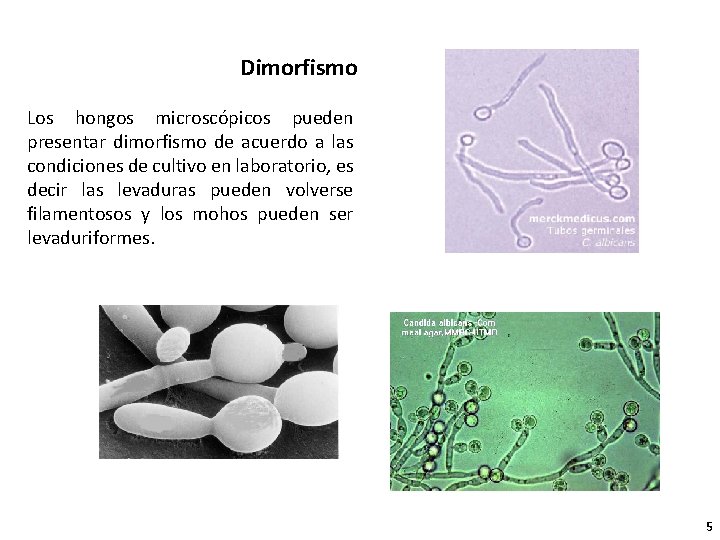 Dimorfismo Los hongos microscópicos pueden presentar dimorfismo de acuerdo a las condiciones de cultivo