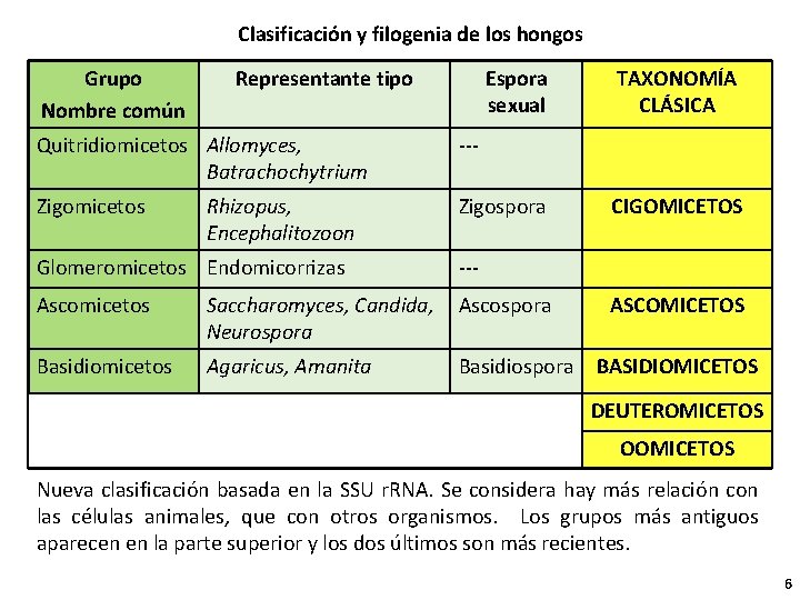Clasificación y filogenia de los hongos Grupo Nombre común Representante tipo Espora sexual TAXONOMÍA
