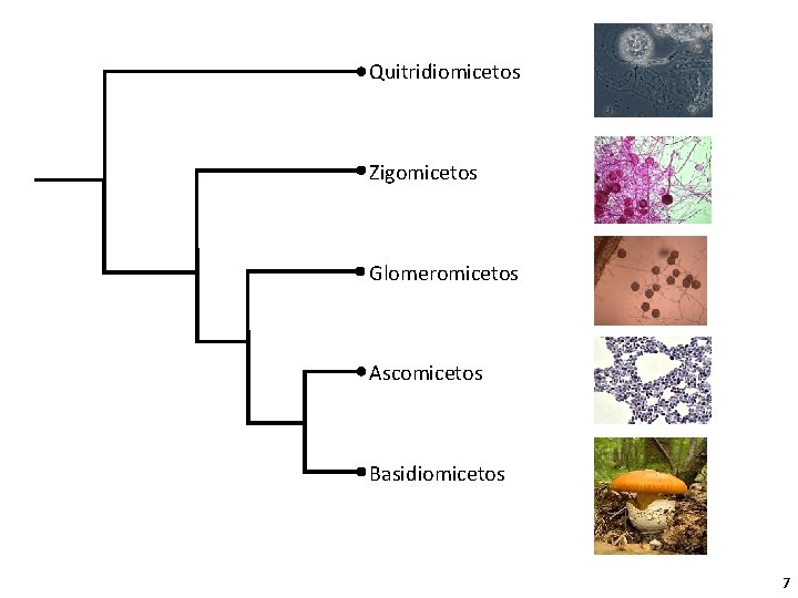 Quitridiomicetos Zigomicetos Glomeromicetos Ascomicetos Basidiomicetos 7 